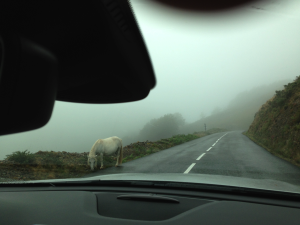 A photo through a car windshield of a white horse beside the road on a dark, foggy day.